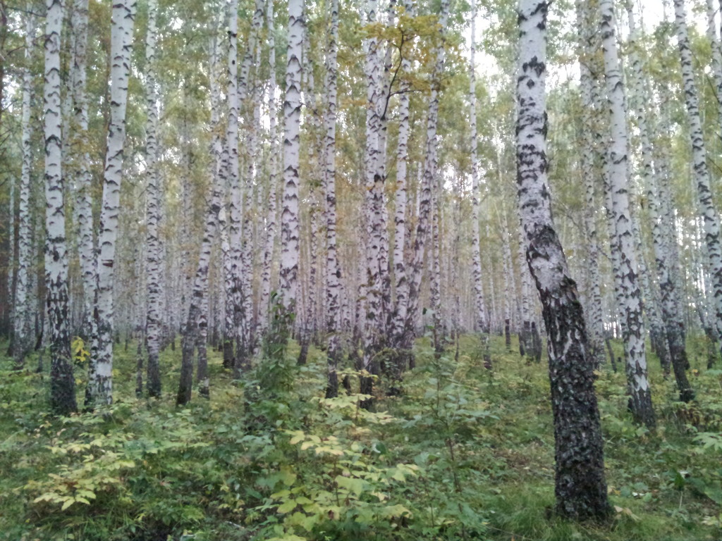 The summer green is beginning to fade