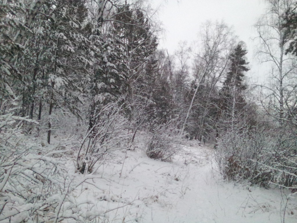 Akadem forest 28