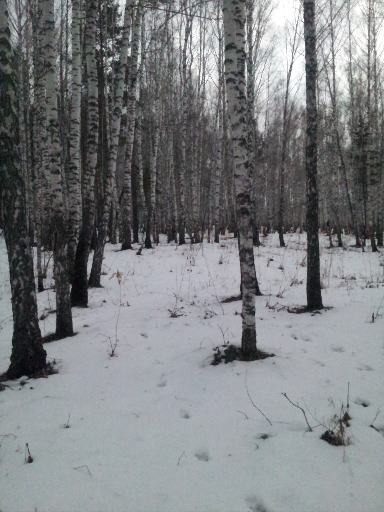 Akadem forest 26