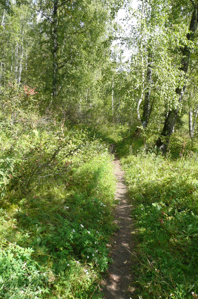Akadem forest 02