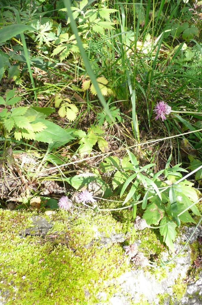 Akadem forest 05
