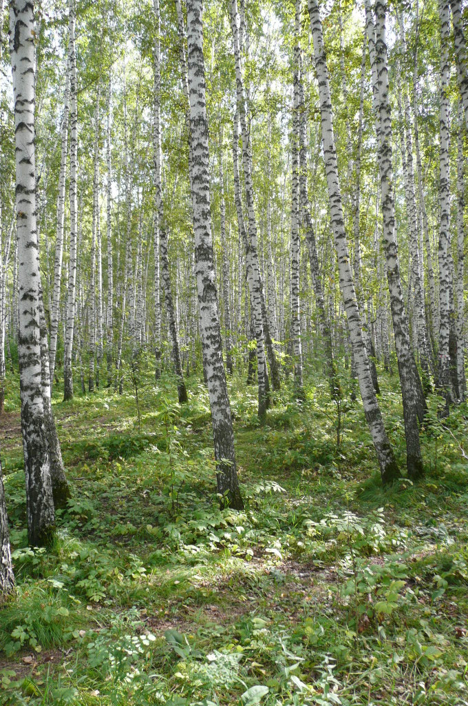 Akadem forest 03