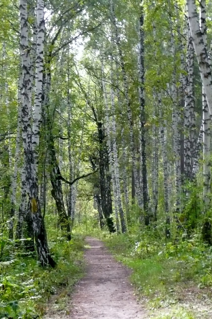 Akadem forest 04