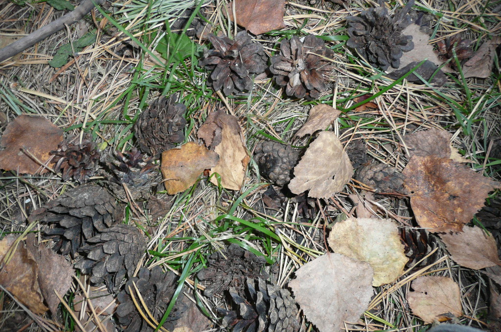 The forest floor